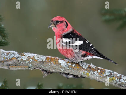 A male White-winged Crossbill, Loxia leucoptera, perched at Douglas Provincial Park, Saskatchewan Stock Photo