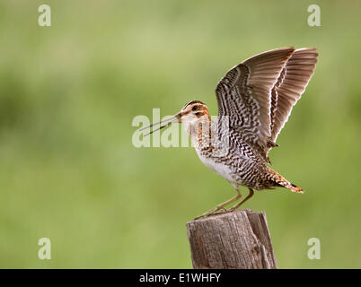 Wilson's Snipe, Gallinago delicata, displaying in a marsh at Goose Lake, Saskatchewan Stock Photo