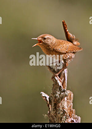 A Winter Wren, Troglodytes hiemalis, sings from a perch at Prince Albert National Park, Saskatchewan Stock Photo