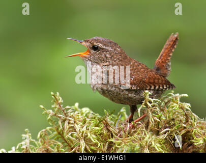 Winter Wren, Troglodytes hiemalis, sings from a mossy perch at Prince Albert National Park, Saskatchewan Stock Photo