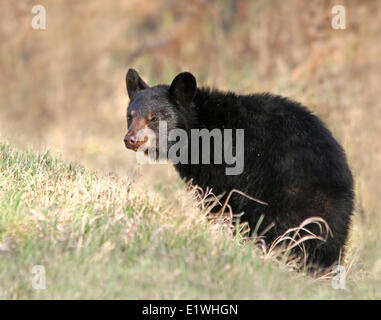 black bear cub (Ursus americanus) at Prince Albert National Park, Saskatchewan, Canada Stock Photo