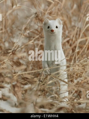 long-tailed weasel (Mustela frenata) in winter coat, at Elbow, Saskatchewan Stock Photo