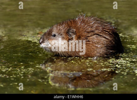 A close up side view of a muskrat 