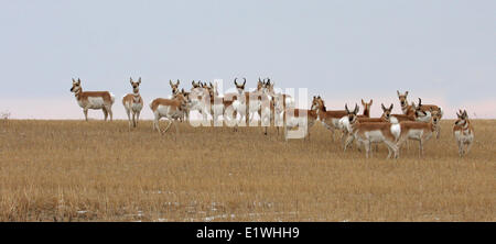 Pronghorn herd (Antilocapra americana) at Harris, Saskatchewan Stock Photo