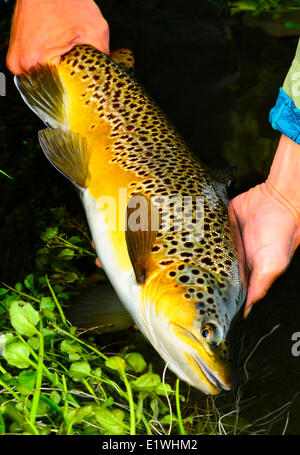 Fisherman holding a Brown Trout (Salmo trutta) caught on the Clark Fork ...