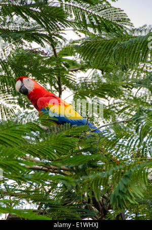Scarlet Macaw, Ara macaoat, Playa Santa Teresa, Puntarenas Province,  Costa Rica. Stock Photo