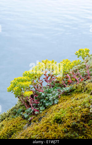 Powdery dudleya, Dudleya farinosa is a succulent plant known also  bluff lettuce, powdery liveforever, British Columbia, Canada Stock Photo