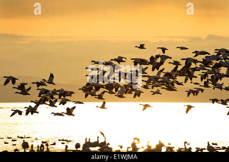Flock of snow geese take flight at sunset in Ladner, BC. Stock Photo