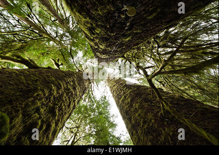 Trees known as the Three Sisters in Carmanah Walbran Provincial Park, Vancouver Island, BC.