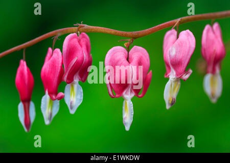 Bleeding Heart flowers, Winnipeg, Manitoba, Canada Stock Photo