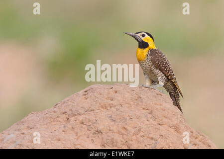 Campo Flicker (Colaptes campestris) perched on the ground in Bolivia, South America. Stock Photo