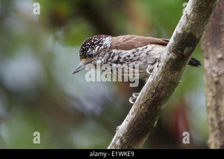 White-barred Piculet (Picumnus cirratus) perched on a branch in Bolivia, South America. Stock Photo