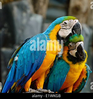 Couple of colorful Blue and Gold Macaw aviary, sitting on the log Stock Photo