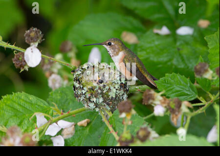 Rufous has two baby humming bird (selasphorus rufus) birds in the nest .Ladner, British Columbia Stock Photo