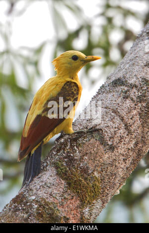 Cream-colored Woodpecker (Celeus flavus) perched on a branch in Ecuador, South America. Stock Photo