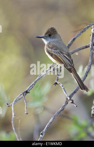 Dusky-capped Flycatcher (Myiarchus tuberculifer) perched on a branch in southern Arizona, USA. Stock Photo