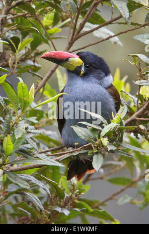 Gray-breasted Mountain-Toucan (Andigena hypoglauca) perched on a branch in Ecuador, South America. Stock Photo