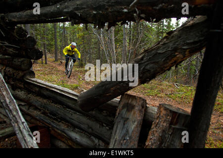 A male mountain biker passes  by an old trapper cabin while riding the trails in Whitehorse, Yukon during autumn. Stock Photo