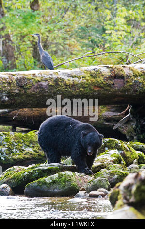 Black Bear, ursus americanus, and great Blue Heron, ardea herodias, Great Bear Rainforest, British Columbia Stock Photo