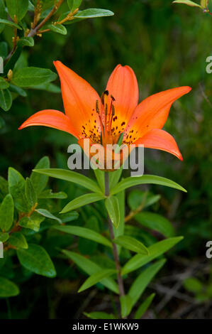Wood Lily, lilium philadelphicum, Waterton Lakes National Park, Alberta