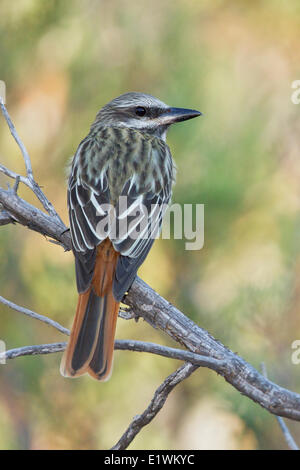 Sulphur-bellied Flycatcher (Myiodynastes luteiventris) perched on a branch in southern Arizona, USA. Stock Photo