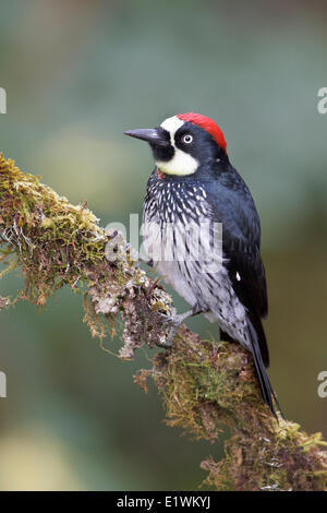 Acorn Woodpecker (Melanerpes formicivorus) perched on a branch in Costa Rica, Central America. Stock Photo