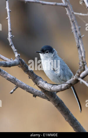 Black-tailed Gnatcatcher (Polioptila melanura) perched on a branch in southern Arizona, USA. Stock Photo