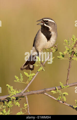 Black-throated Sparrow (Amphispiza bilineata) perched on a branch in southern Arizona, USA.