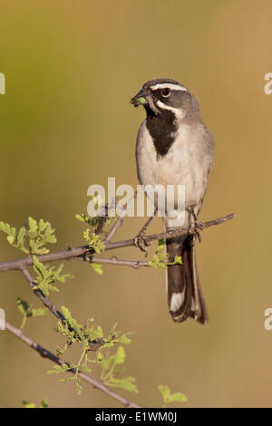 Black-throated Sparrow (Amphispiza bilineata) perched on a branch in southern Arizona, USA.