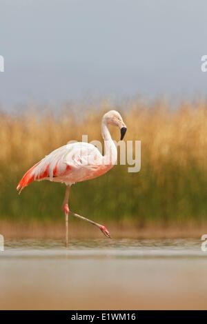 Chilean Flamingo (Phoenicopterus chilensis) in a wetland in Bolivia, South America. Stock Photo