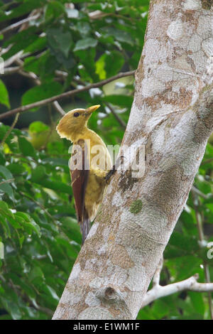 Cream-colored Woodpecker (Celeus flavus) perched on a branch in Ecuador, South America. Stock Photo