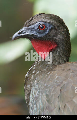 Crested Guan (Penelope purpurascens) perched on a branch in Costa Rica, Central America. Stock Photo
