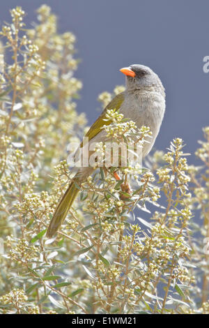 Great Pampa-Finch (Embernagra platensis) perched on a branch in Bolivia, South America. Stock Photo