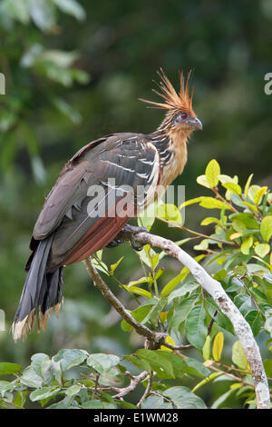 Hoatzin (Opisthocomus hoazin) perched on a branch in Ecuador, South America. Stock Photo