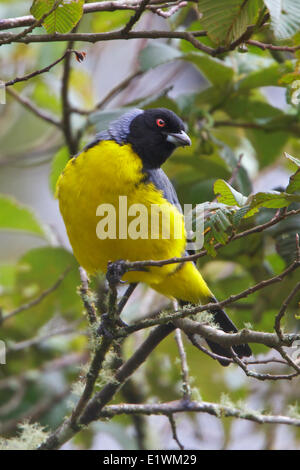 Hooded Mountain-Tanager (Buthraupis montana) perched on a branch in Ecuador, South America. Stock Photo