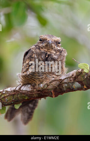 Ladder-tailed Nightjar (Hydropsalis climacocerca) perched on a branch in Ecuador, South America. Stock Photo