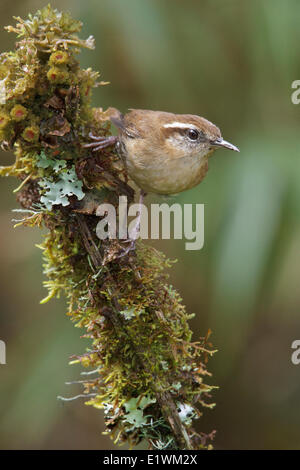 Mountain Wren (Troglodytes solstitialis) perched on a branch in Bolivia, South America. Stock Photo