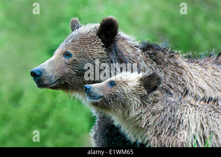 Mother grizzly bear (Ursus arctos) and yearling cub, Rocky Mountain foothills, western Alberta, Canada