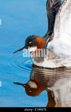 Female red-necked phalarope (Phalaropus lobatus), Victoria Island, Nunavut, Arctic Canada Stock Photo