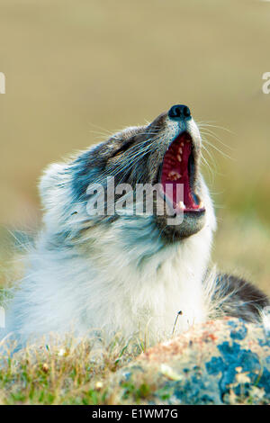 Arctic fox (Alipex lagopus) in transitional summer pelage, Victoria Island, Nunavut, Arctic Canada Stock Photo