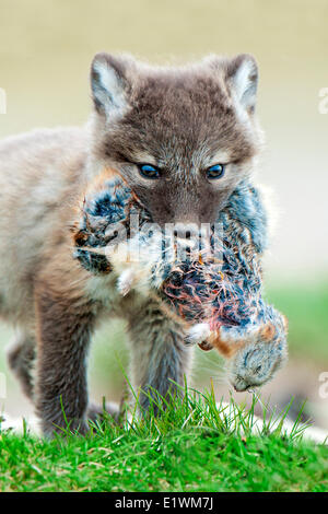 Arctic fox pup (Alipex lagopus) with five lemmings stuffed in its mouth at the mouth its natal den Victoria Island Nunavut Stock Photo