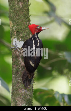 Pale-billed Woodpecker (Campephilus guatemalensis) perched on a branch in Costa Rica, Central America. Stock Photo
