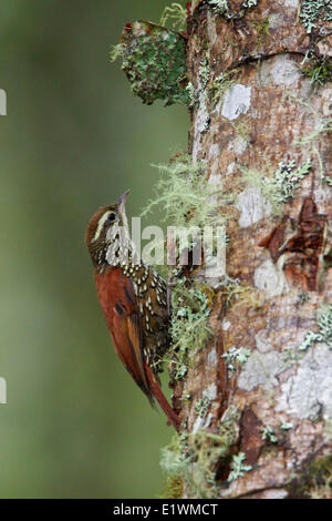 Pearled Treerunner (Margarornis squamiger) perched on a branch in Ecuador, South America. Stock Photo