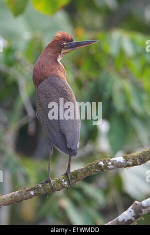 Rufescent Tiger-Heron (Tigrisoma lineatum) perched on a branch in Ecuador, South America. Stock Photo