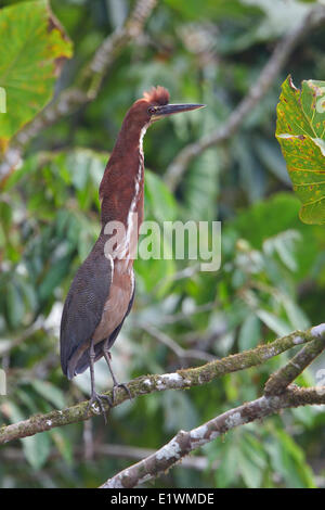 Rufescent Tiger-Heron (Tigrisoma lineatum) perched on a branch in Ecuador, South America. Stock Photo