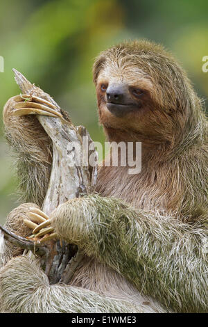 Three-toed Sloth perched on a branch in Costa Rica, Central America. Stock Photo