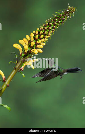 Tourlamine Sunangel (Heliangelus exortis) flying while feeding at a flower in Ecuador, South America. Stock Photo