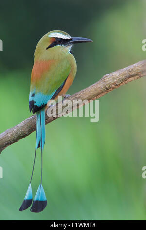 Turquoise-browed Motmot (Eumomota superciliosa) perched on a branch in Costa Rica, Central America.