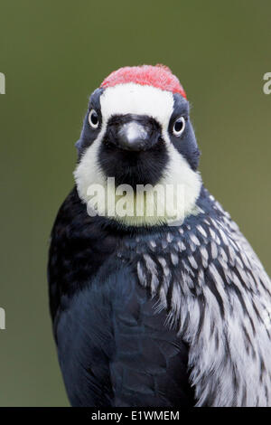 Acorn Woodpecker (Melanerpes formicivorus) perched on a branch in Costa Rica, Central America. Stock Photo