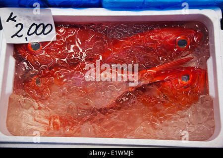 Moontail bullseyes (Priacanthus hamrur) displayed in an iced-water tray for sale at the Tsukiji Fish Market in Tokyo, Japan.